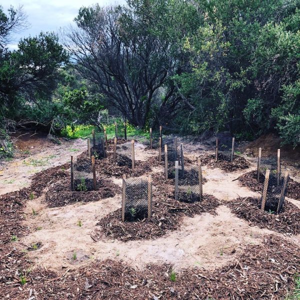 World Environment Day Planting