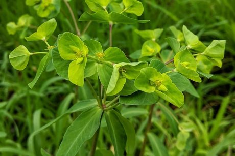 Euphorbia terracina